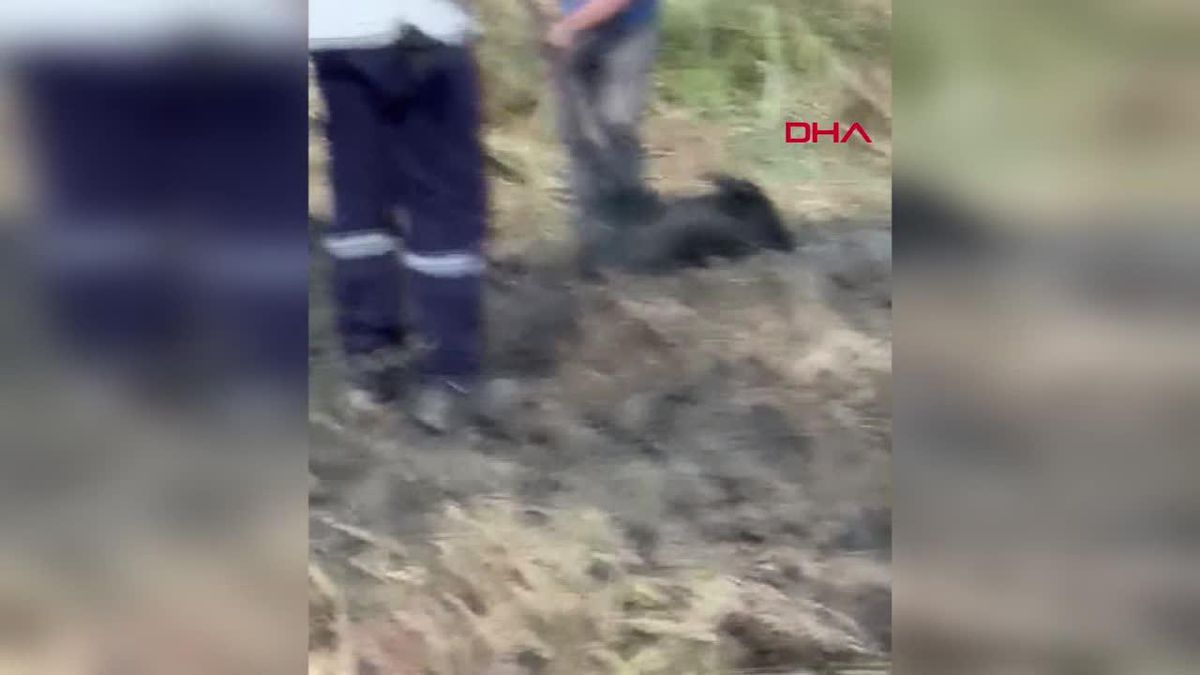 İş makinesiyle foseptikten kurtarılan yavru domuz doğaya bırakıldı