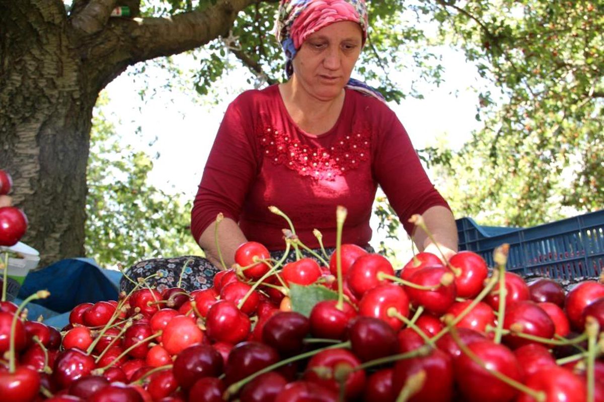 Aydın'da Kiraz ve Domates İhracatında Rekor Kırıldı