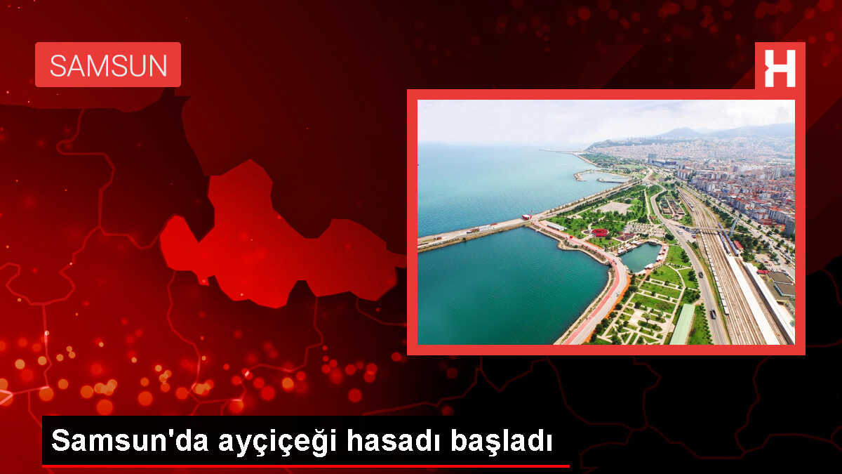 Havza'da Ayçiçeği Hasadı Başladı