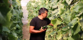 Tokat'ta Seralarda Salatalık Üretimi Düşük