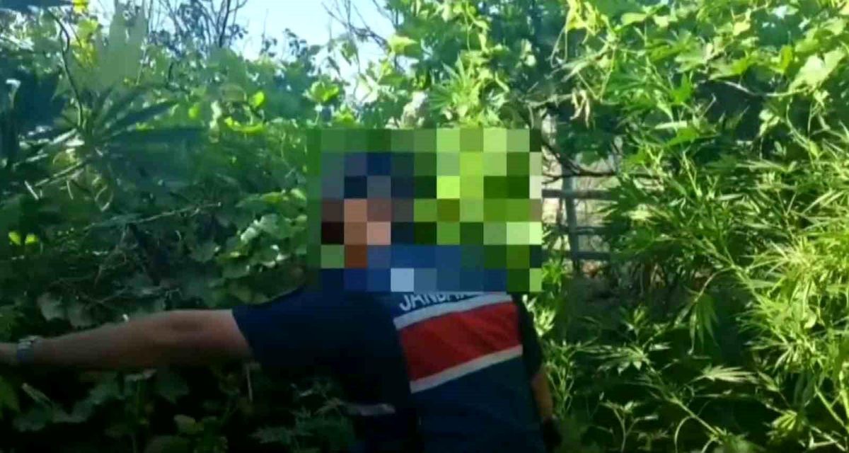Aksaray'da Uyuşturucu Operasyonu: 22 Kök Kenevir ve 200 Gram Esrar Ele Geçirildi