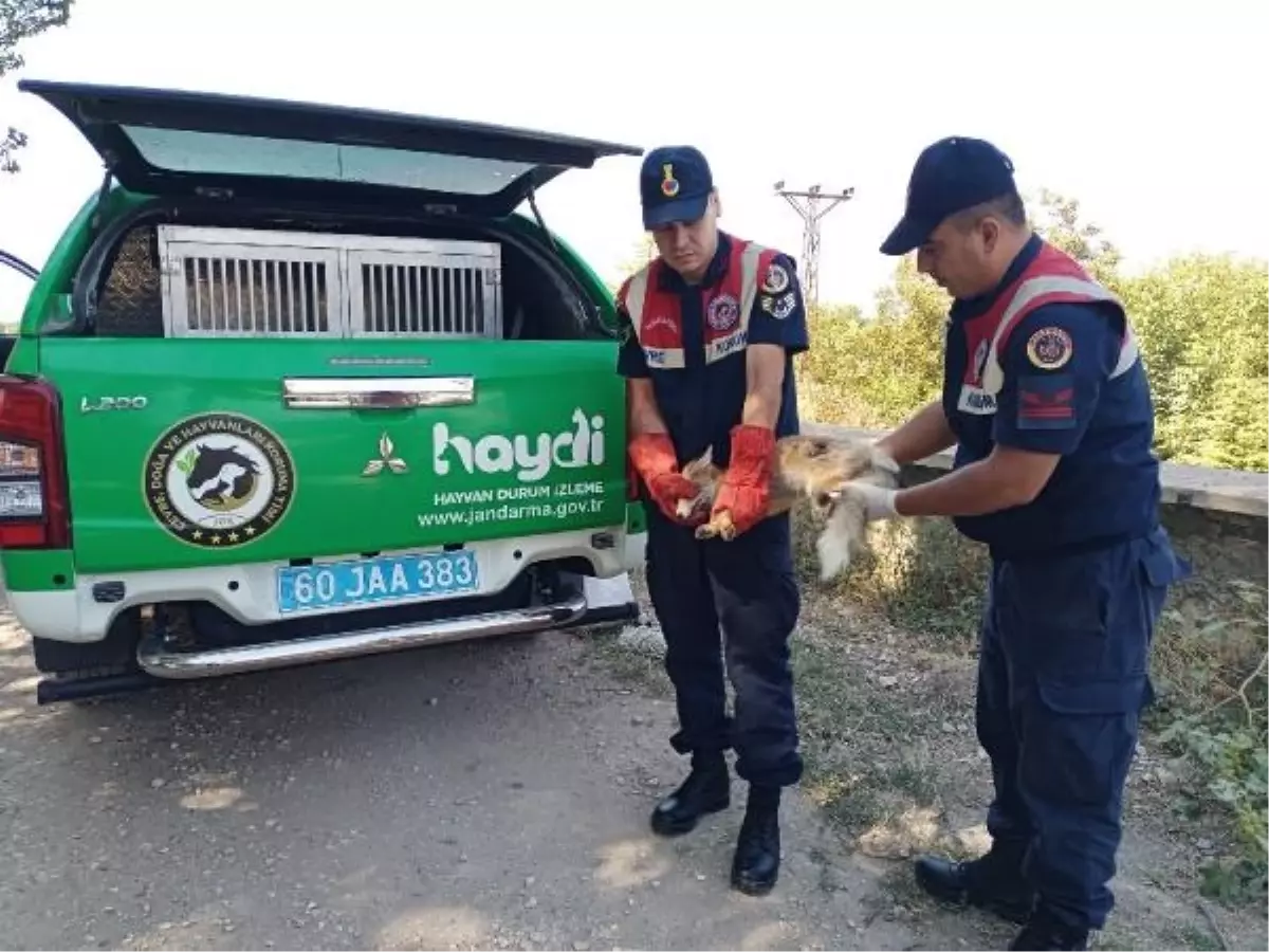 Tilki Av Tüfeğiyle Vuruldu, Tedavi Altına Alındı