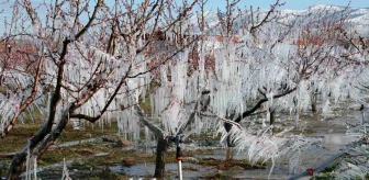 Çivril'de Şeftali Ağaçları Buzlama Yöntemiyle Meyve Verdi