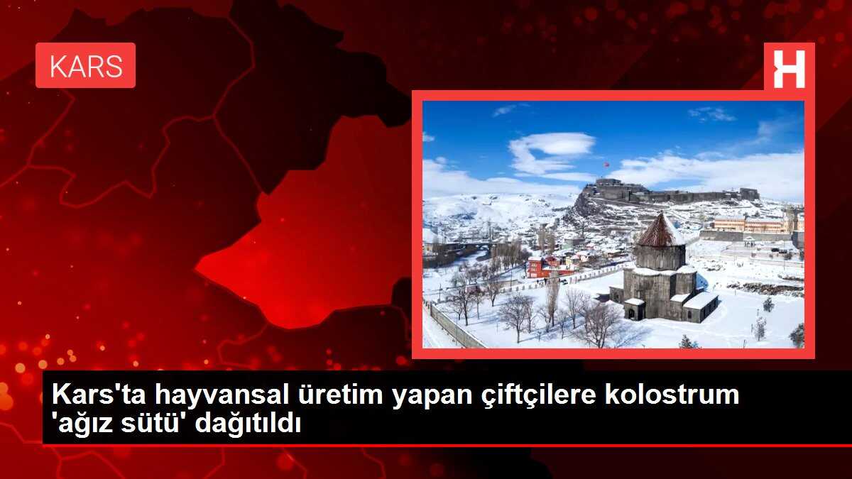 Kars'ta hayvansal üretim yapan çiftçilere kolostrum 'ağız sütü' dağıtıldı