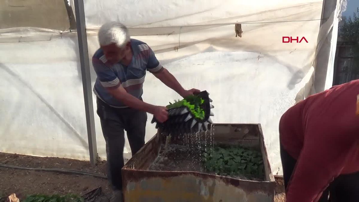 Kumluca'da Yeni Sezon İçin 130 Milyon Fidan Toprakla Buluştu