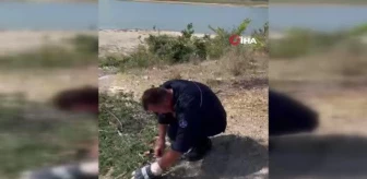 Arnavutköy'de Terkos Gölü kıyısında kurtarılan karga