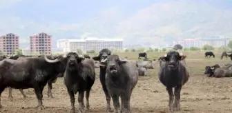 Türkiye'de Hayvan Varlığı 30 Yılda Değişti