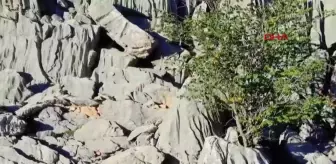 Antalya'da Gidengelmez Yaban Hayatı Geliştirme Sahası'nda Anne Ayı ve Yavruları Görüntülendi