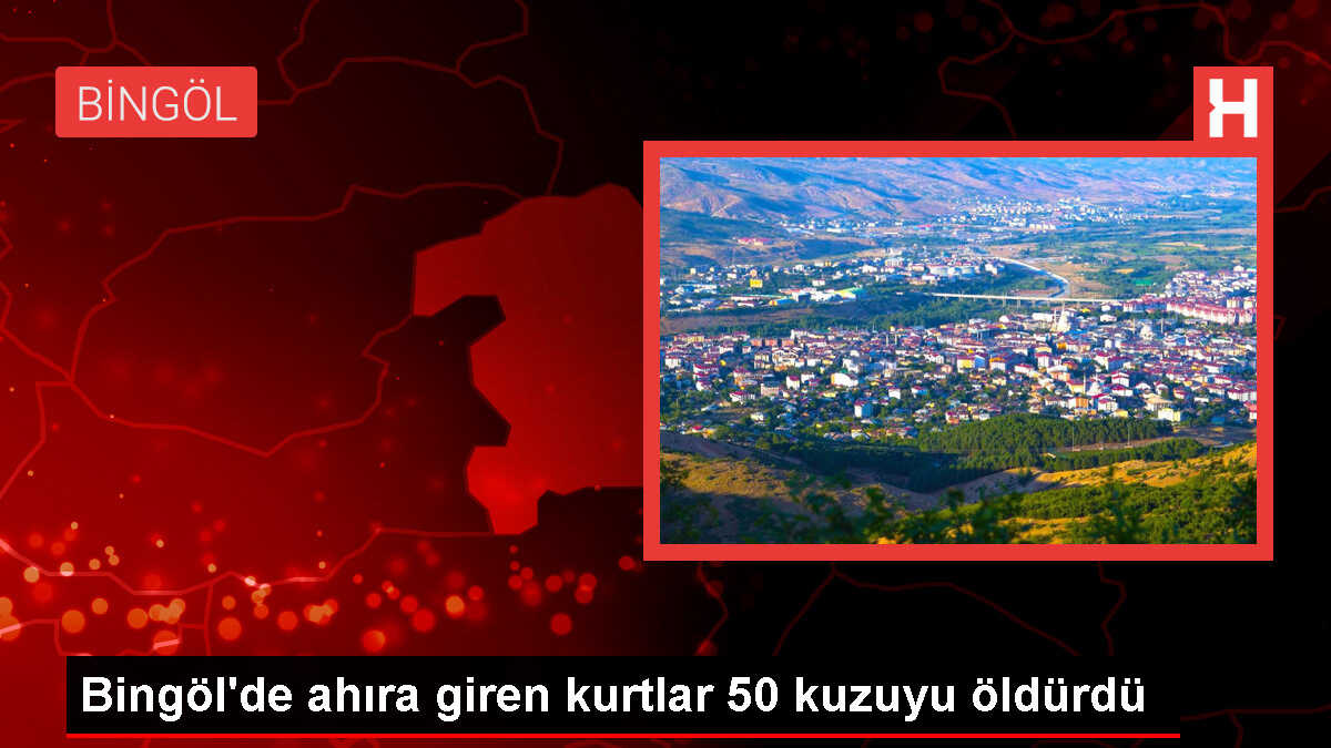 Bingöl'ün Karlıova ilçesinde kurt saldırısı: 50 kuzu öldü