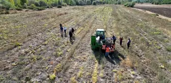 Çankırı Belediyesi Tarım Projesi: Kabak Hasadı Gerçekleştirildi