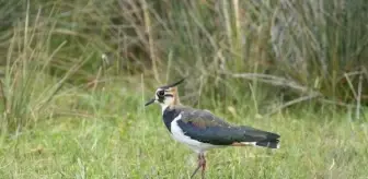 Kızılırmak Deltası'nda 365 Kuş Türü Kaydedildi
