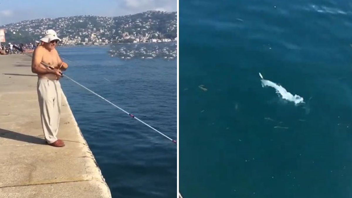 İstanbul'da bir balık, araba çarpması sonucu telef oldu