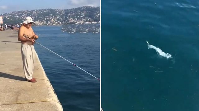 İstanbul'da bir balık, araba çarpması sonucu telef oldu
