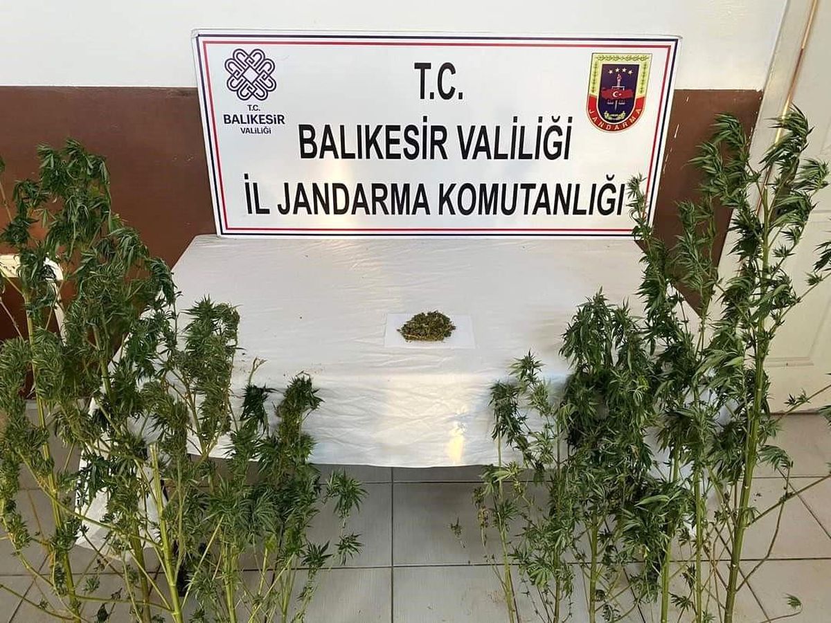 Erdek'te kenevir operasyonu: 20 kök bitki ve 15 gram esrar ele geçirildi