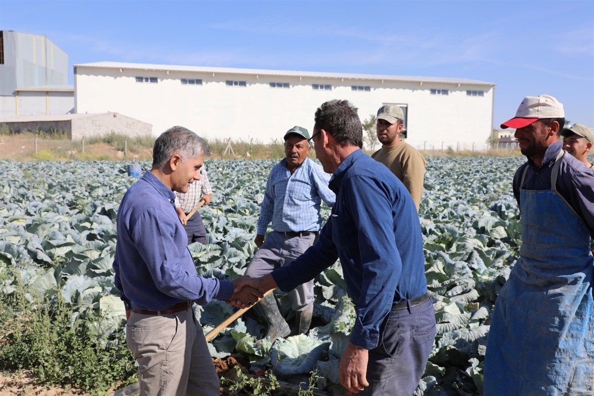 Niğde'de Lahana Hasadı Devam Ediyor