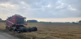 Samsun'un Alaçam ilçesinde çeltik hasadı başladı