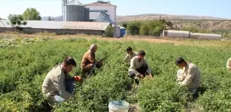 Çankırı'da lise öğrencilerinin yetiştirdiği domates okul pansiyonlarının ihtiyacını karşılıyor