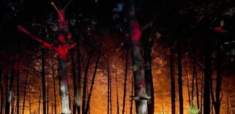 Çekmeköy'de Ormanlık Alanda Yangın Çıktı