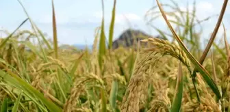 Çorum'un Osmancık ilçesinde Çeltik Hasadı Başladı