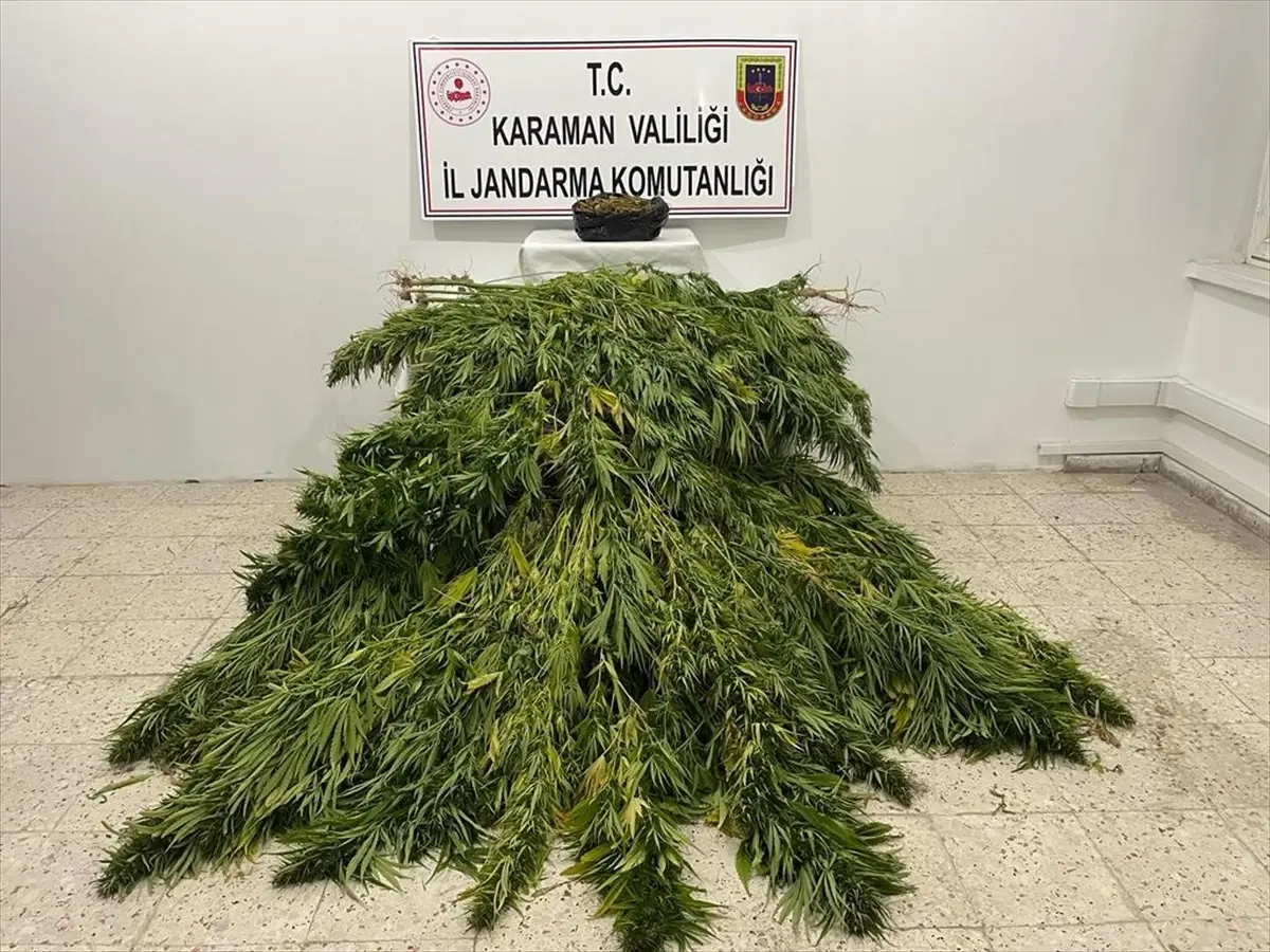 Karaman'da mısır tarlasında uyuşturucu yetiştiren 2 şüpheli yakalandı