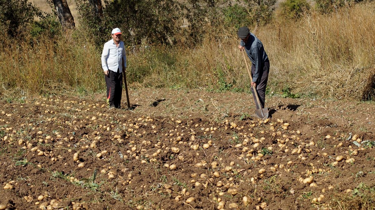 Tokat'ın Başçiftlik ilçesinde tescilli beyaz patates hasadı başladı