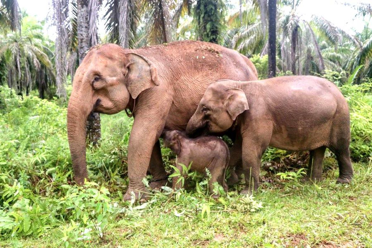 Sumatra Fili Yavrusu Aceh Barat'ta Doğdu