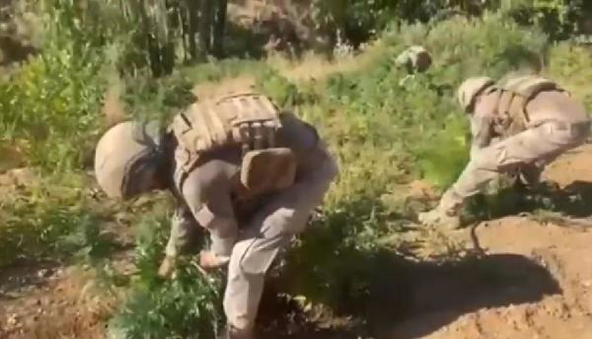 Bingöl'de 'narko terör' operasyonunda 3 milyon kök Hint keneviri ele geçirildi
