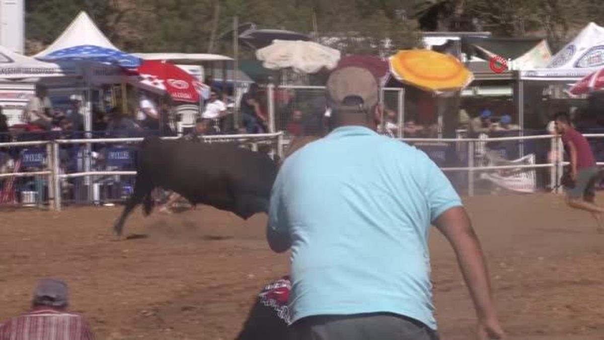 Muğla'da Boğa Güreşi Festivali Devam Ediyor