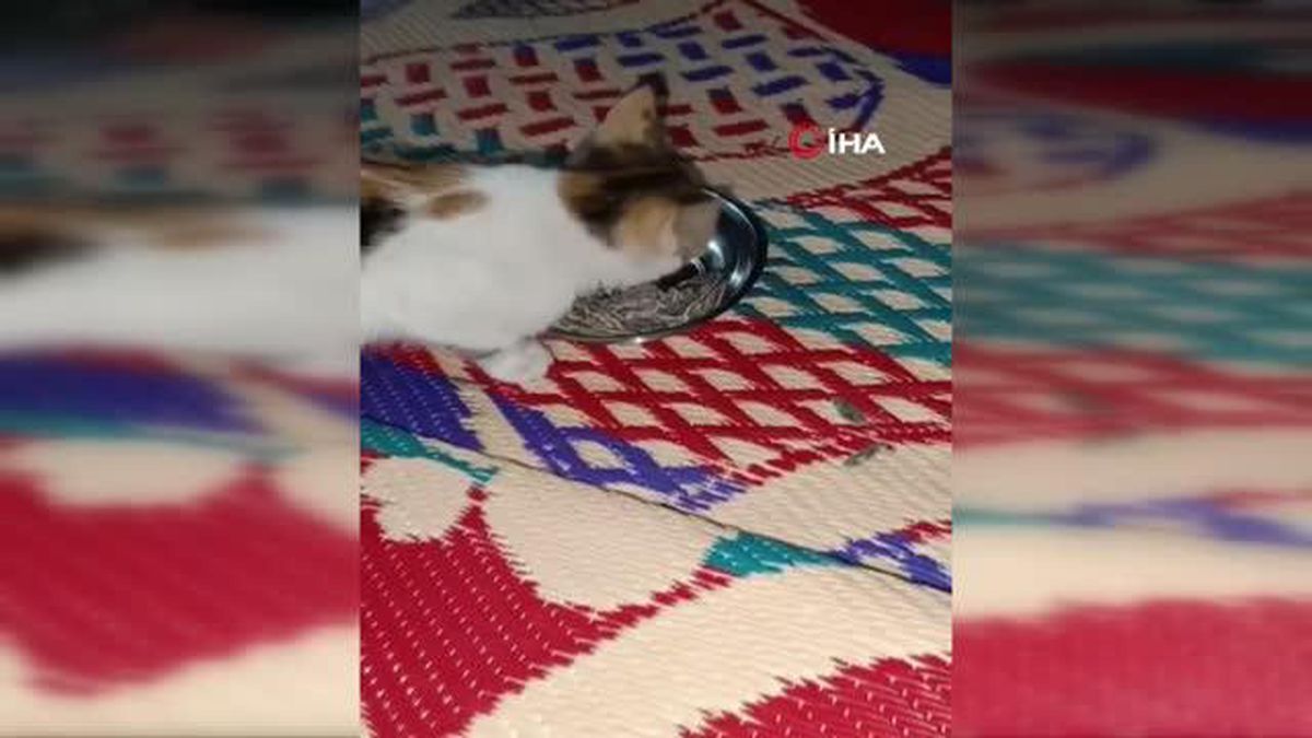 Çekirdek yiyen kedi görenleri şaşırtıyor