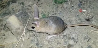 Erzincan'da Arap tavşanı karıştırıldı