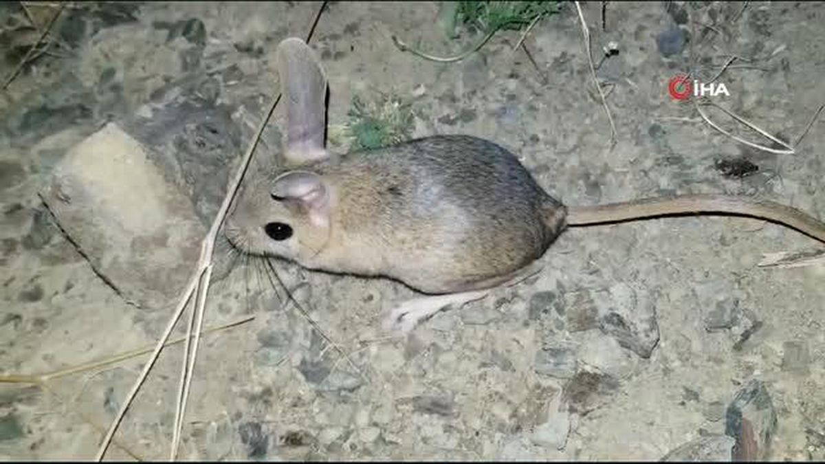 Erzincan'da Arap tavşanı karıştırıldı