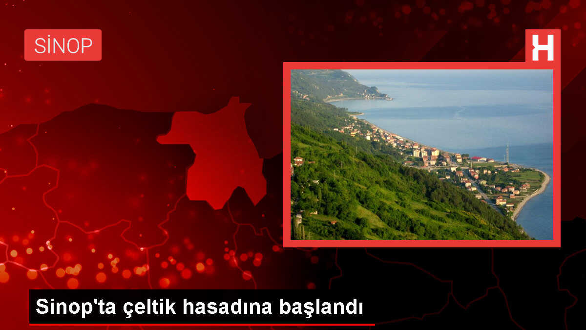 Sinop Boyabat'ta Çeltik Hasadı Başladı