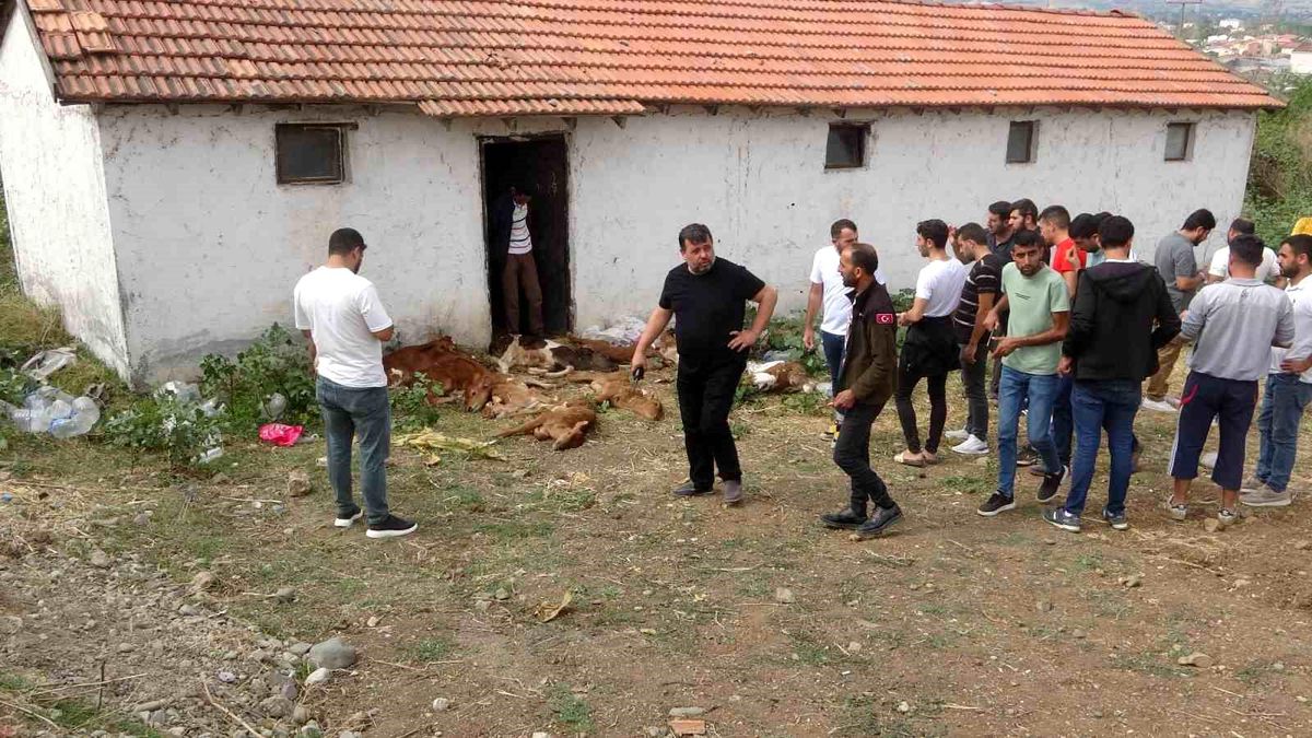 Samsun'da Ahırda 11 Buzağı Telef Oldu