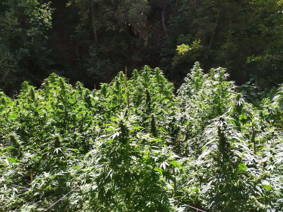 Bingöl'de 13 Kilo Esrar ve 347 Kök Kenevir Ele Geçirildi