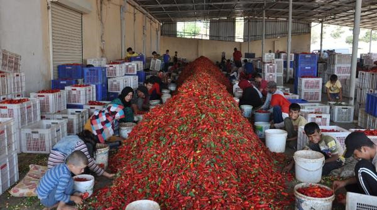 İslahiye'de Kırmızı Biberden Pul Biber Üretimi İçin 5 Bin Kişi Çalışıyor