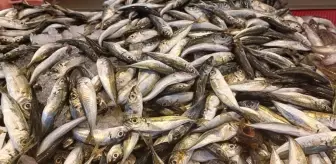Giresun'da İstavrit Balığı Tezgahlarda 35 Lirada Alıcı Buluyor