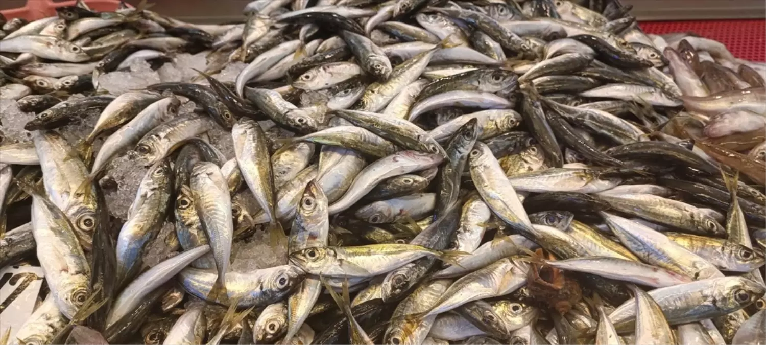 Giresun'da İstavrit Balığı Tezgahlarda 35 Lirada Alıcı Buluyor