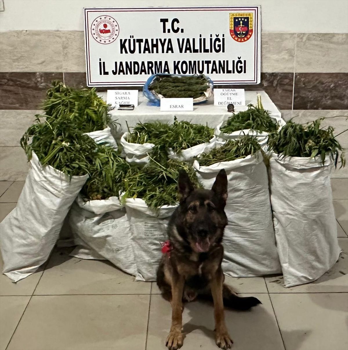 Tavşanlı'da 41 Kilogram Esrar Ele Geçirildi