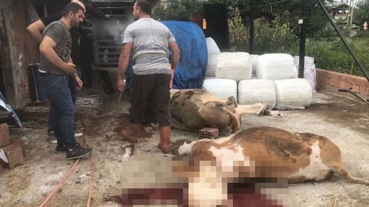 Miras anlaşmazlığında kuzenini vuramayınca büyükbaşlara kurşun yağdırdı