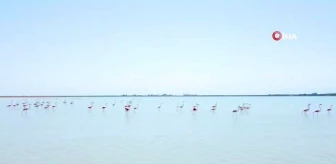 Arin Gölü'ndeki Flamingolar Vatandaşların İlgi Odağı Oldu