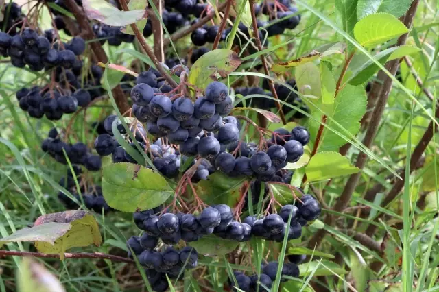 Süper meyve olarak bilinen aronya hasadı başladı! Üretici verim ve kaliteden memnun Süper meyve olarak bilinen aronya hasadı başladı! Üretici verim ve kaliteden memnun