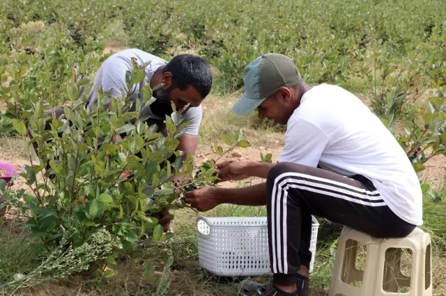 Süper meyve olarak bilinen aronya hasadı başladı! Üretici verim ve kaliteden memnun Süper meyve olarak bilinen aronya hasadı başladı! Üretici verim ve kaliteden memnun
