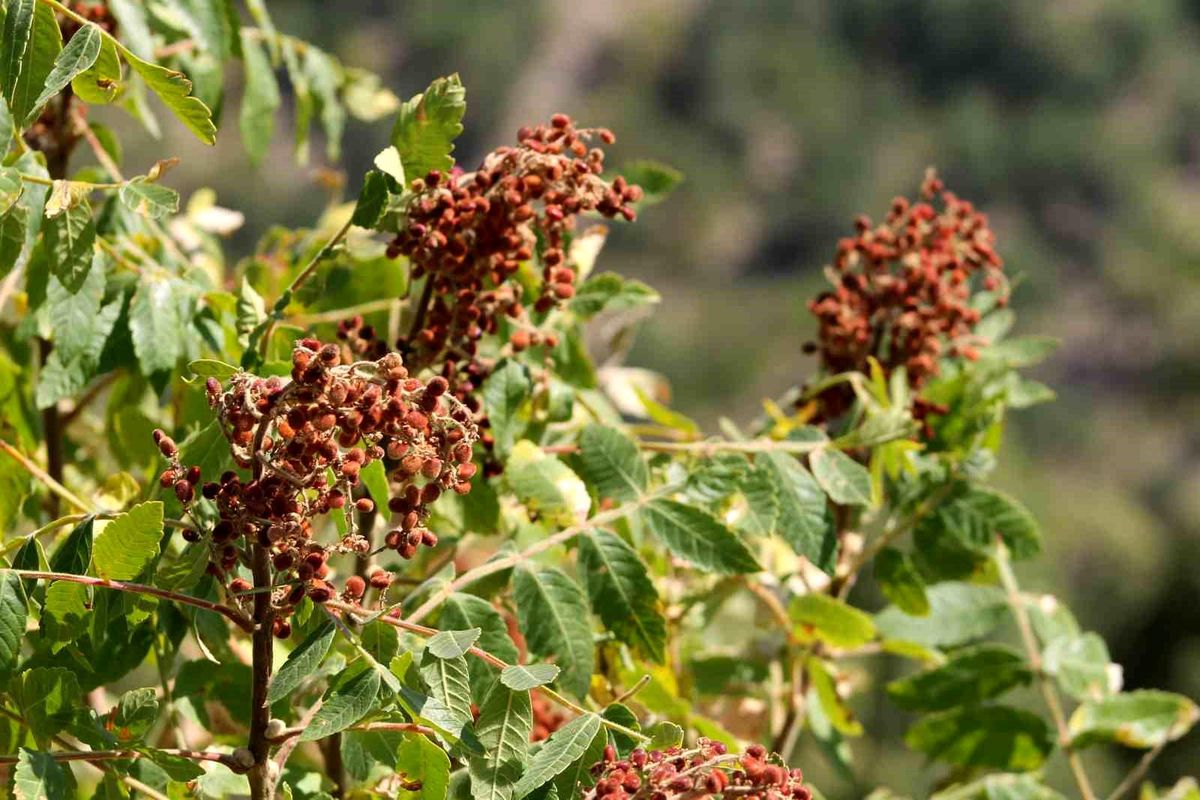 Adana'da Sumak Hasadı Başladı