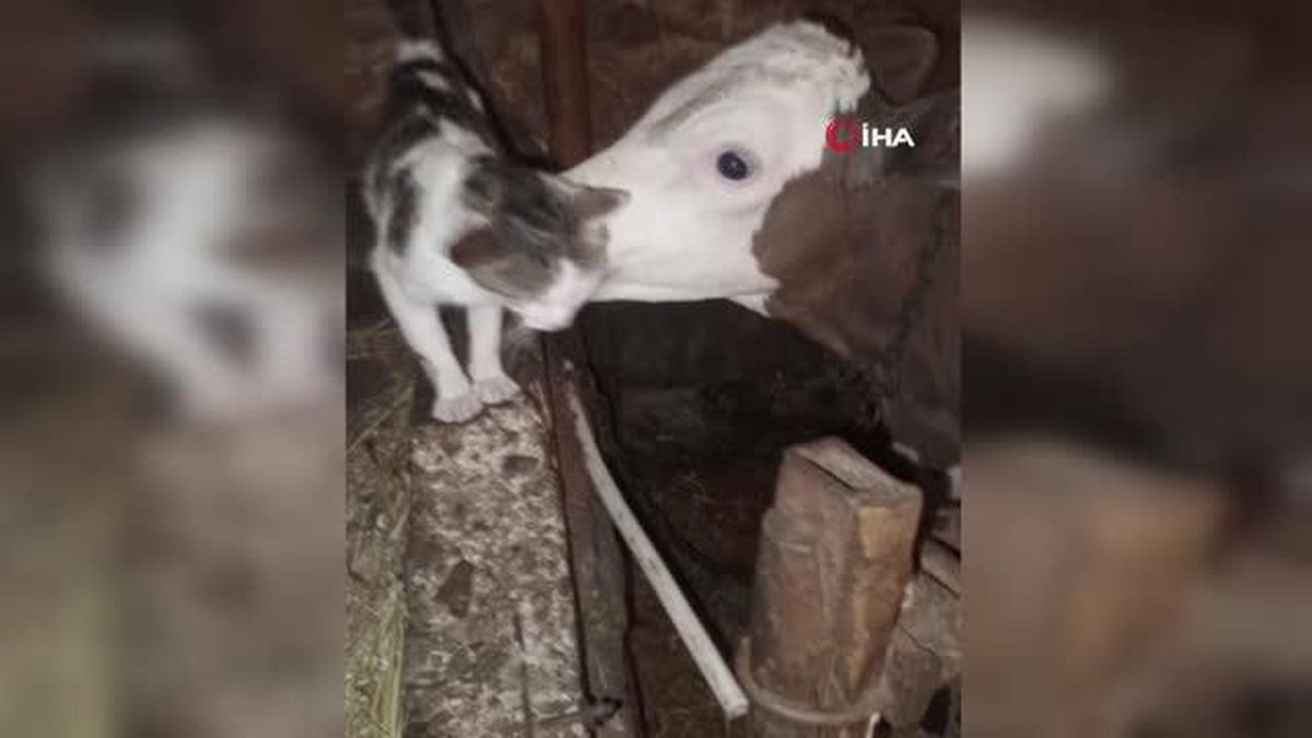 Kedi ile buzağının dostluğundan renkli görüntüler