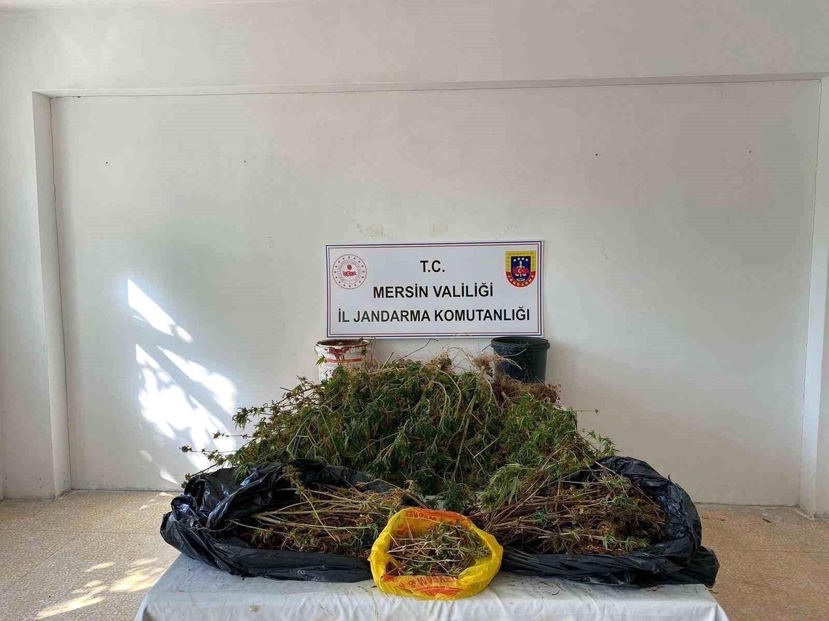Mersin'de Uyuşturucu Operasyonu: 2 Gözaltı, 5 Kilo Esrar ve 649 Kök Kenevir Ele Geçirildi