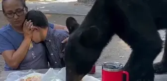 Piknik masasına dadanan ayıyla göz göze gelmemek için adeta heykel oldular