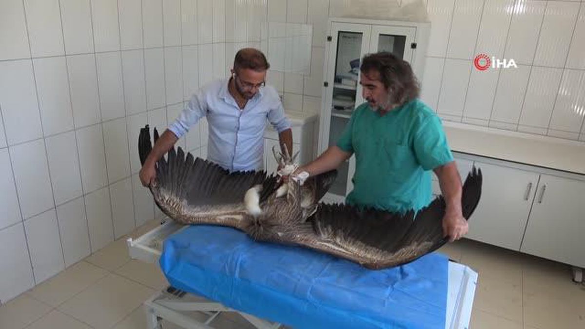 Van'da 200 yaban hayvanı tedavi edilerek doğaya kazandırıldı