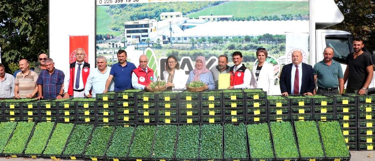 Yalova'da Çiftçilere Kışlık Sebze Fidesi Dağıtıldı