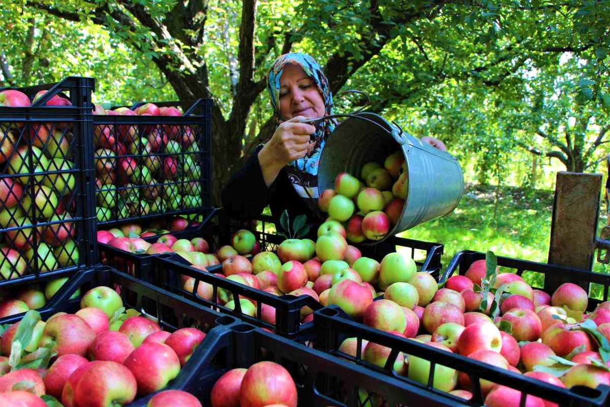 Amasya'da Misket Elması Hasadı Başladı