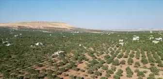 Şanlıurfa'da Fıstık Hasadı Etkinliği Düzenlendi